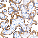 Cytokeratin 19 Antibody in Immunohistochemistry (Paraffin) (IHC (P))