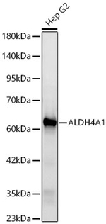 ALDH4A1 Antibody in Western Blot (WB)