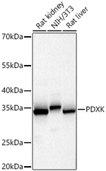 PDXK Antibody in Western Blot (WB)