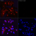 PD-L1 Recombinant Rabbit Monoclonal Antibody (7M3T4)