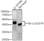 PD-L1 Antibody in Western Blot (WB)