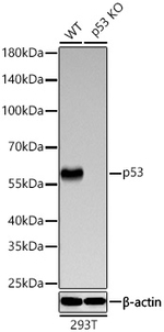 p53 Antibody in Western Blot (WB)