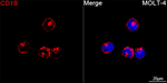 CD1b Antibody in Immunocytochemistry (ICC/IF)