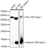 TGF beta-1 Antibody in Western Blot (WB)