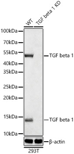 TGF beta-1 Antibody in Western Blot (WB)