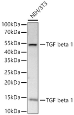 TGF beta-1 Antibody in Western Blot (WB)