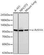 alpha Actinin 1 Antibody in Western Blot (WB)