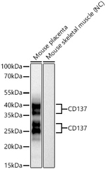 CD137 Antibody in Western Blot (WB)