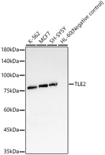 TLE2 Antibody in Western Blot (WB)