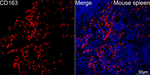 CD163 Recombinant Rabbit Monoclonal Antibody (4G9A10)