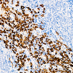 CD163 Antibody in Immunohistochemistry (Paraffin) (IHC (P))