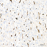 CD163 Antibody in Immunohistochemistry (Paraffin) (IHC (P))