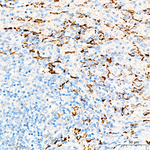 CD163 Antibody in Immunohistochemistry (Paraffin) (IHC (P))