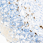 CD163 Antibody in Immunohistochemistry (Paraffin) (IHC (P))