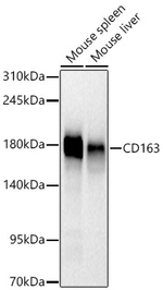 CD163 Antibody in Western Blot (WB)