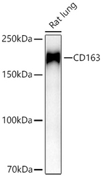 CD163 Antibody in Western Blot (WB)