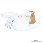 Dopamine Transporter Antibody in Immunohistochemistry (Paraffin) (IHC (P))