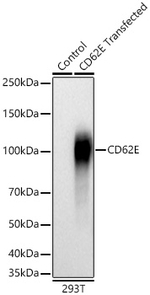 E-selectin Antibody in Western Blot (WB)