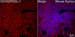 CD162 Recombinant Rabbit Monoclonal Antibody (4E4N5)