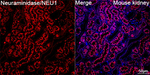 NEU1 Antibody in Immunohistochemistry (Paraffin) (IHC (P))
