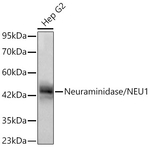 NEU1 Antibody in Western Blot (WB)