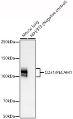 CD31 Recombinant Rabbit Monoclonal Antibody (9L6S4)