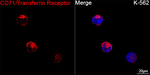 CD71 Recombinant Rabbit Monoclonal Antibody (3I1S9)