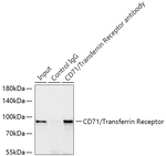 CD71 Antibody in Immunoprecipitation (IP)