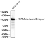 CD71 Antibody in Western Blot (WB)