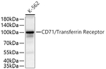 CD71 Antibody in Western Blot (WB)