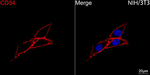 CD34 Antibody in Immunocytochemistry (ICC/IF)