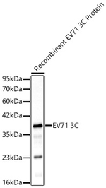 Enterovirus 71 3C Recombinant Rabbit Monoclonal Antibody (3R9Y5)