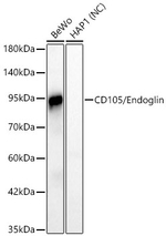 CD105 Antibody in Western Blot (WB)