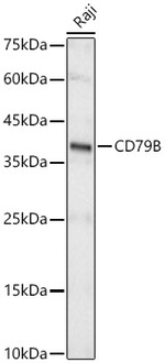 CD79b Antibody in Western Blot (WB)
