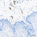 NGAL Antibody in Immunohistochemistry (Paraffin) (IHC (P))