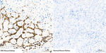 NGAL Antibody in Immunohistochemistry (Paraffin) (IHC (P))