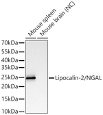 NGAL Antibody in Western Blot (WB)