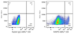 MMP9 Antibody in Flow Cytometry (Flow)