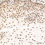 NFYA Recombinant Rabbit Monoclonal Antibody (3A8S5)