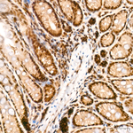 NFYA Antibody in Immunohistochemistry (Paraffin) (IHC (P))