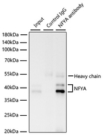 NFYA Antibody in Immunoprecipitation (IP)