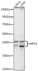 NFYA Antibody in Western Blot (WB)