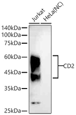 CD2 Antibody in Western Blot (WB)