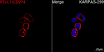 PD-L1 Recombinant Rabbit Monoclonal Antibody (7C1X5)