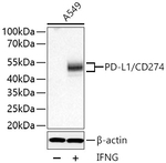 PD-L1 Antibody in Western Blot (WB)
