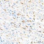 CD204 Recombinant Rabbit Monoclonal Antibody (1E5S3)