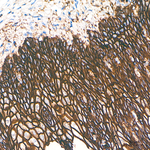 CD138 Antibody in Immunohistochemistry (Paraffin) (IHC (P))