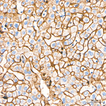 CD138 Antibody in Immunohistochemistry (Paraffin) (IHC (P))