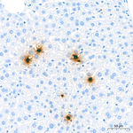 S100A9 Antibody in Immunohistochemistry (Paraffin) (IHC (P))