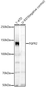FGFR2 Recombinant Rabbit Monoclonal Antibody (5M7U9)